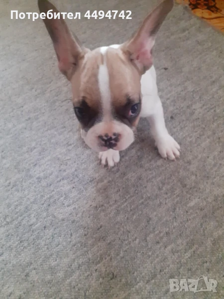 ПРОДАВАМ МАЛКИ КУЧЕНЦА ФРЕНСКИ БУЛДОГ, снимка 1