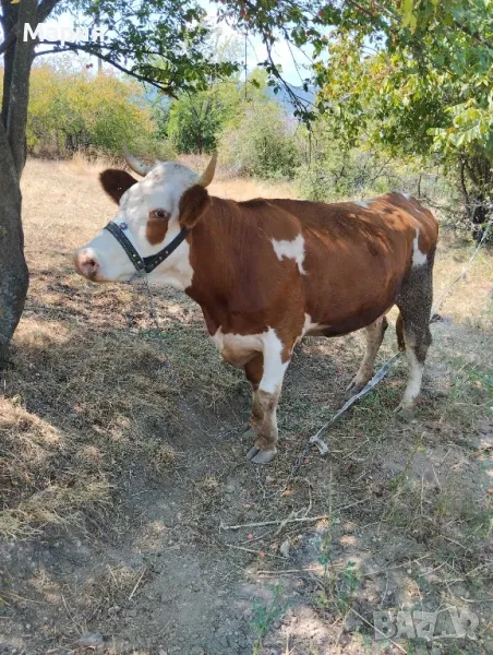 Млада Отелена Крава, снимка 1