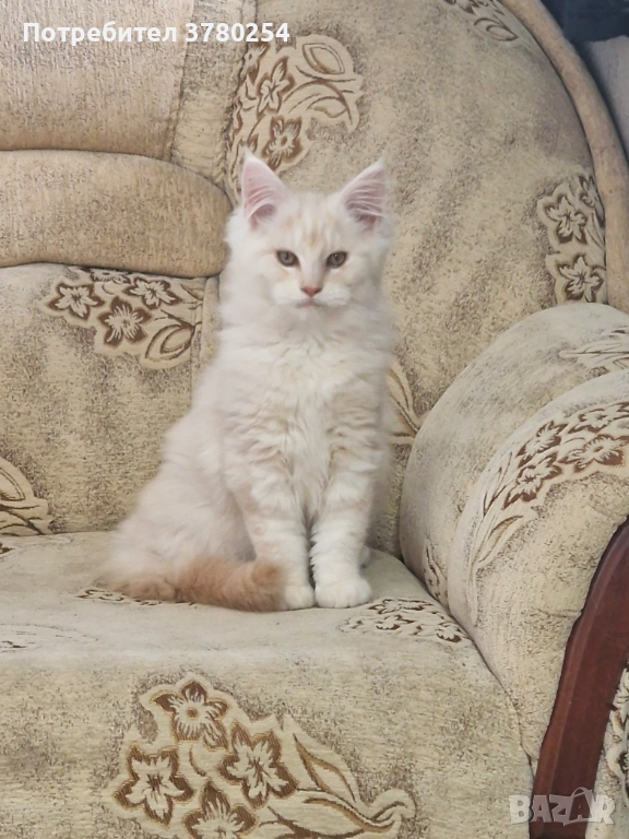 Мейн Кун, снимка 1