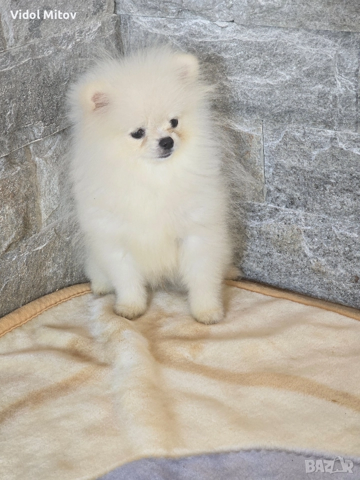 Мини Померан момче , снимка 1