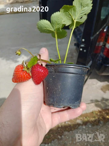   Налични 3 сорта ягоди  , снимка 5 - Разсади - 48005505