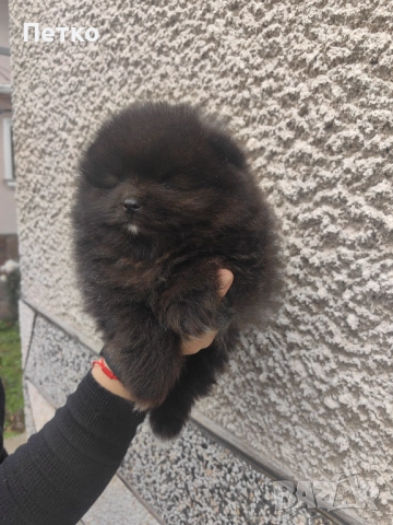 Мини померан, снимка 5 - Померан - 52920857