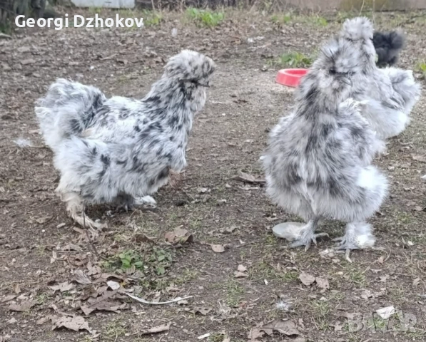 Пилета на четири месеца и на два месеца