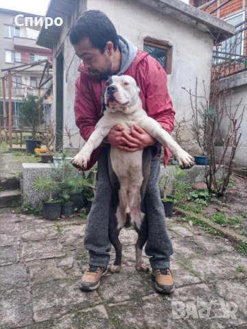 Питбул син нос , снимка 2 - Питбул - 53295871