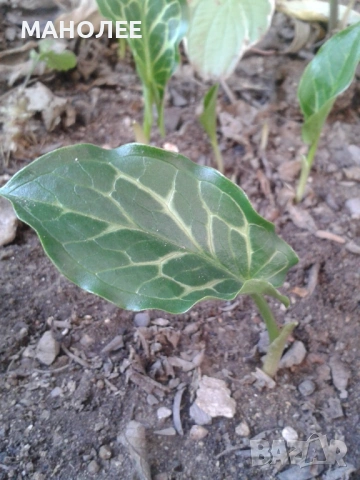 💐💐🎁Арум🍁🪴🌹, снимка 2 - Градински цветя и растения - 53273515