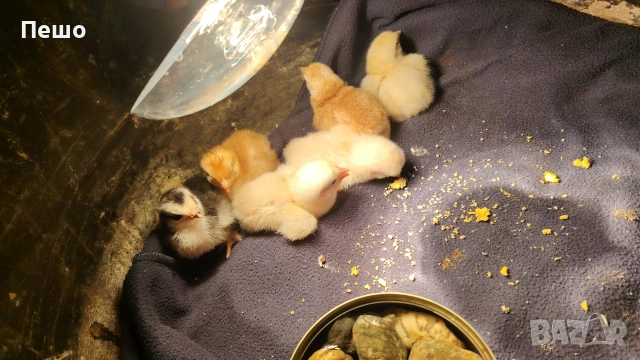 инкубатор голден егг 18 бр, снимка 3 - За птици - 53420389