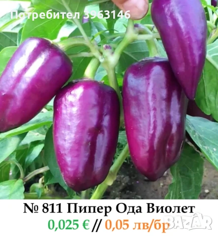 Семена за Стотинки, снимка 9 - Сортови семена и луковици - 52838410