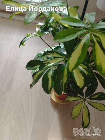 Пъстра шефлера, снимка 5 - Стайни растения - 43541911