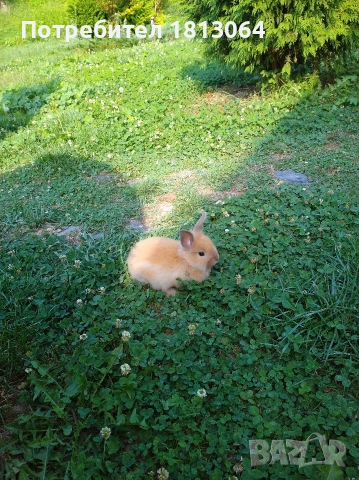 декоративни зайчета , снимка 2 - Декоративни зайчета - 45098134