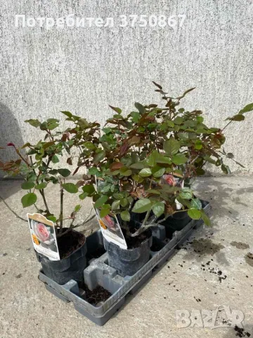 🌹 РОЗА 🌹 PRINCE JARDINIER® / FRANCIS MEILLAND™ Meitroni , снимка 7 - Градински цветя и растения - 49671986