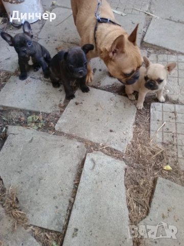 Френски булдоци , снимка 1