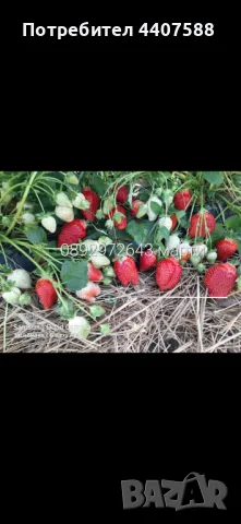 Расзад ягоди и малини , снимка 3 - Разсади - 49392303