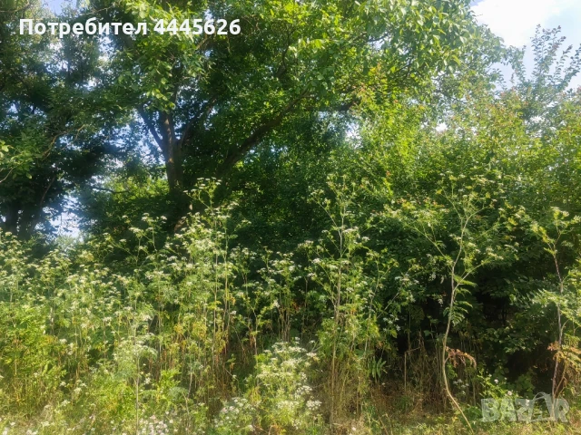 Собственик продава дворно място със стара къща в с. Ряхово, снимка 1