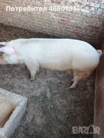 Животни/Прасе