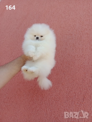 Бял мъжки Померан. Изпращам клипове.