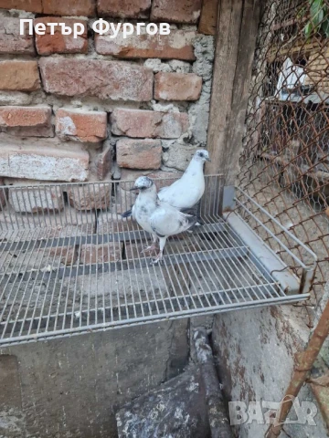 Продавам 4бр. млади    унгарчета, снимка 1