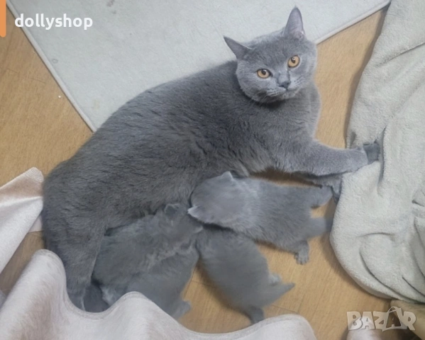 Продава се Женска Британска Котка на 4г., снимка 3 - Британска късокосместа - 53327496