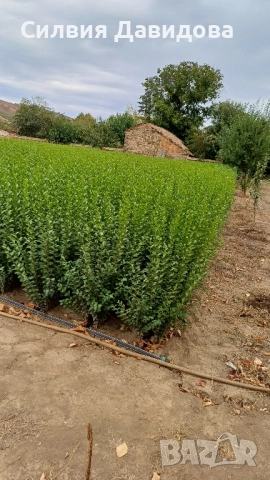 0.70 Лигуструм на корен, снимка 10 - Градински цветя и растения - 51968752