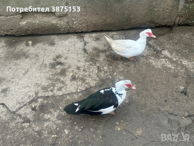 Неми патици и японски кокошки, снимка 4 - Патици и гъски - 53303930