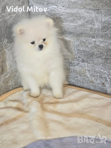 Мини Померан момче , снимка 3 - Померан - 52872927