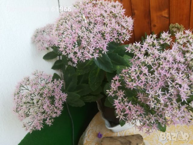 Дебела Мара . , снимка 3 - Градински цветя и растения - 30564840