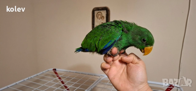 Папагал Еклектус мъжки /бебе , снимка 13 - Папагали - 53571247