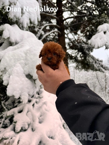 Tea Cup Пуделче