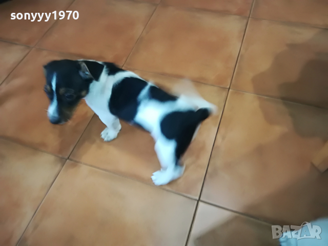 джакове сладури-350лв за бр 2504222023, снимка 10 - Джак ръсел териер - 36560510