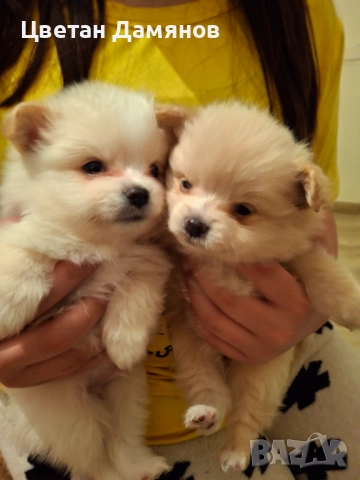 Померани, снимка 4 - Померан - 52903057