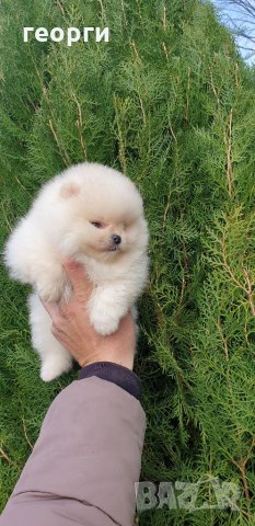 Померан померанче, снимка 3 - Померан - 32224916