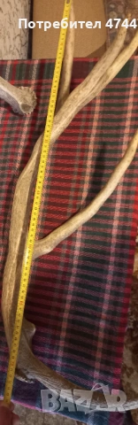 Трпфейни рога❗️, снимка 3 - Антикварни и старинни предмети - 53575504