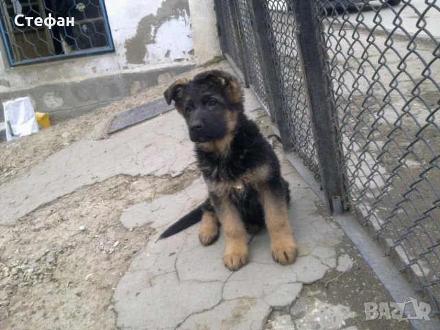  Промоции, снимка 10 - Немска овчарка - 23687796