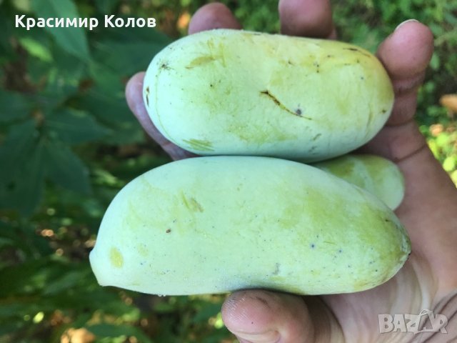 Индиански банан, Асимина трилоба, Asimina triloba,семена и растения, снимка 12 - Разсади - 27092676