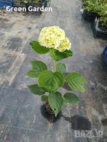 Хортензия, снимка 5 - Градински цветя и растения - 50985402