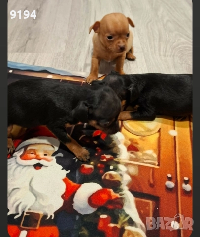 пинчери., снимка 7 - Пинчер - 52724103