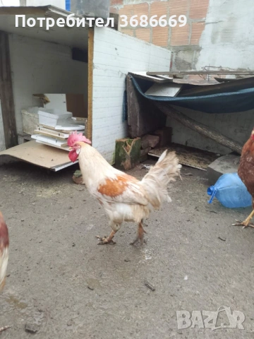 Продавам Петли! , снимка 2 - Кокошки и пуйки - 53222163