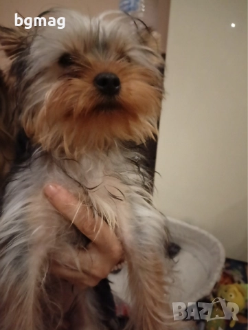 Йоркширски териер мини йорки., снимка 6 - Йоркширски териер - 51929023