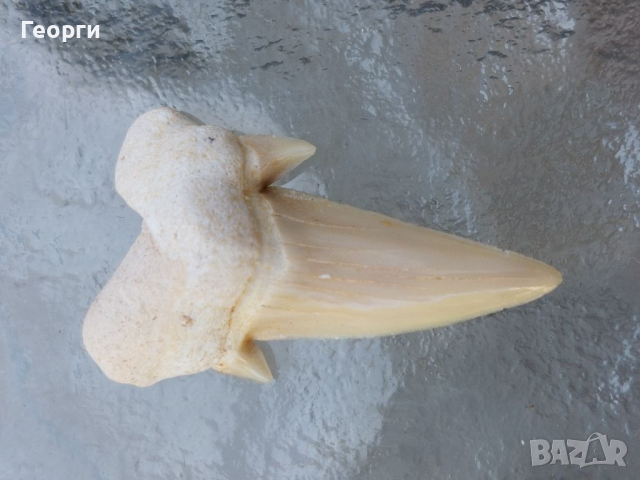 Зъби от праисторическа Акула,фосили Мексико, снимка 4 - Антикварни и старинни предмети - 36568887