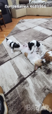 Джак ръсел малък, снимка 4 - Джак ръсел териер - 52874871