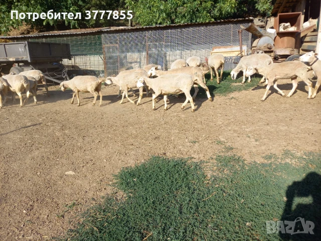 Стадо овце - Скоро раждат !, снимка 7 - Овце - 50899413