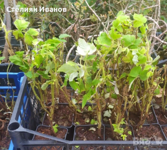 Жълта малина (Golden Queen), снимка 7 - Градински цветя и растения - 52354337