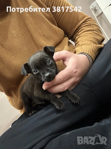 Мъжки пинчер, снимка 3 - Пинчер - 52710711