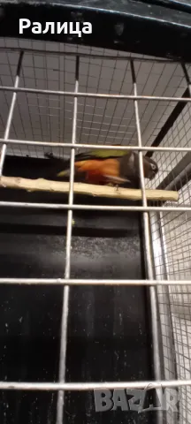 Патагонска ара/конура, снимка 3 - Папагали - 49471080