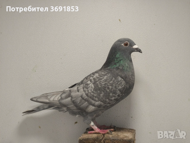 Цветни пощи, снимка 16 - Гълъби - 52336823