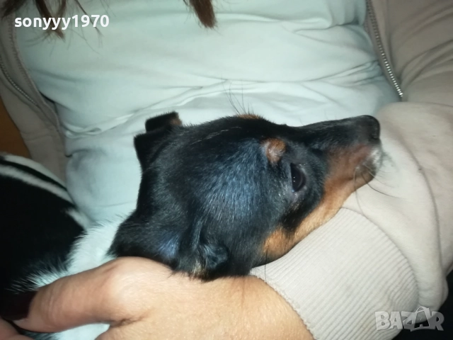 ДЖАК РЪСЕЛ-БЛАГА МУЦУНКА ЖЕНСКО НА 3 МЕСЕЦА 2510252107, снимка 6 - Джак ръсел териер - 52180647