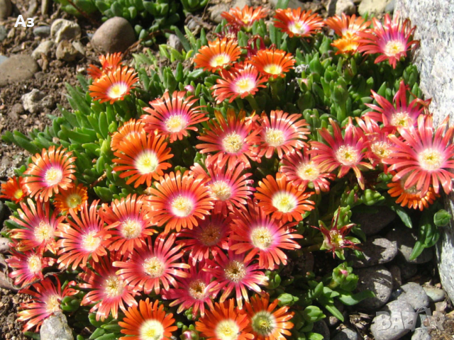 Продавам цветя Делосперма - розова, червена, жълта и бяла, снимка 6 - Разсади - 36552409