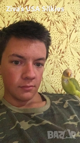 ръчно отглеждане на птици, снимка 4 - Папагали - 52415606