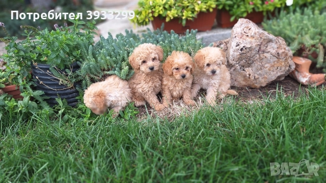 Пудел той пуделчета , снимка 10 - Пудели - 51947182