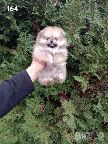 Миниатюрен мъжки Померан. Реални снимки!, снимка 7 - Померан - 52801552