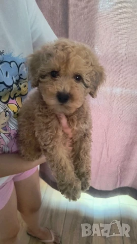 Той пудел, снимка 1